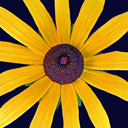 Black-eyed Susan