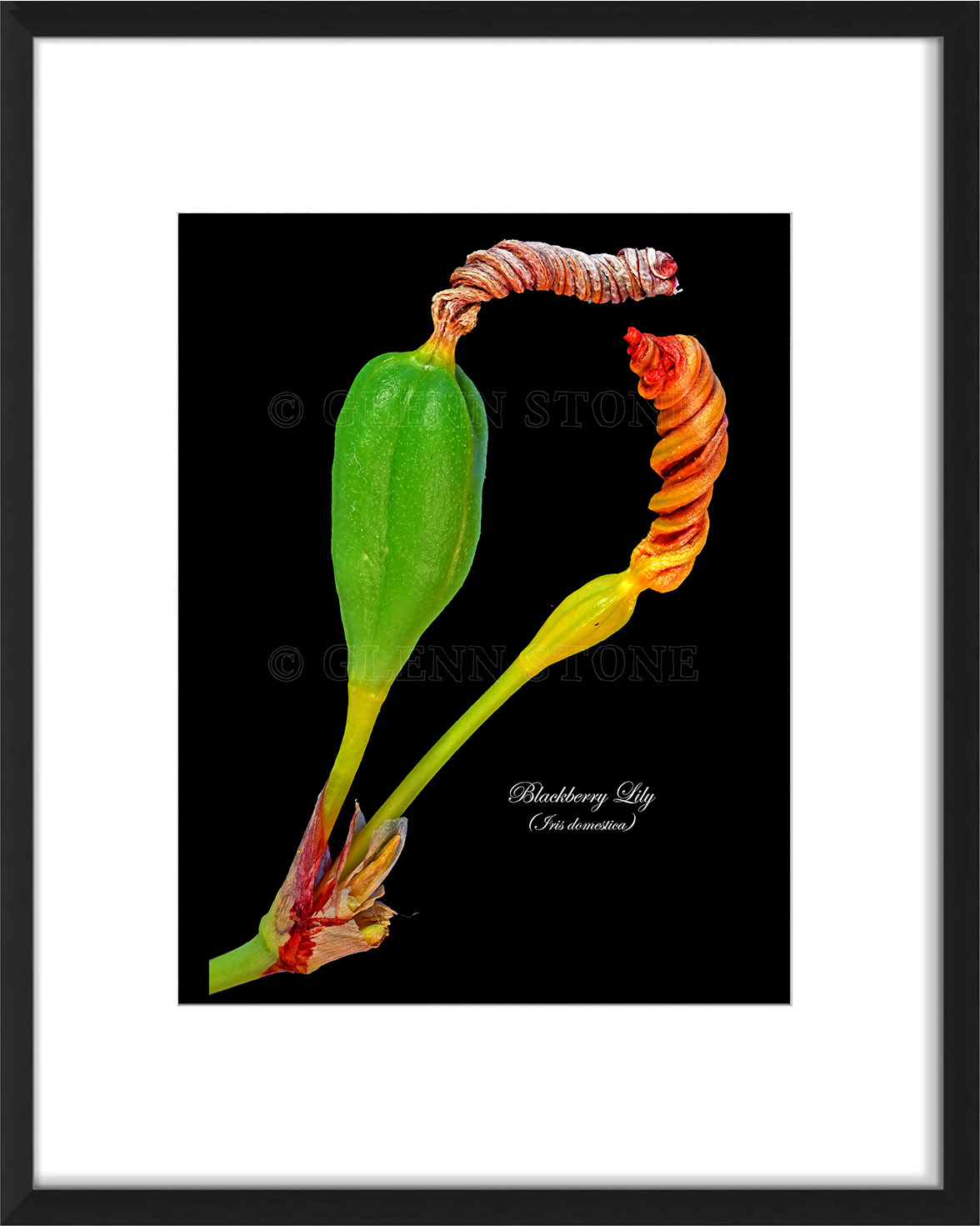 frame-BLL-2024a