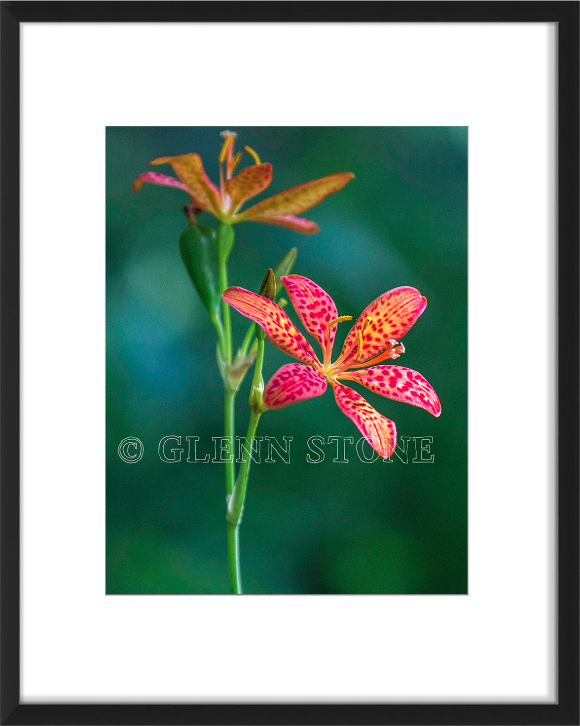 frame-BlackberryL-01