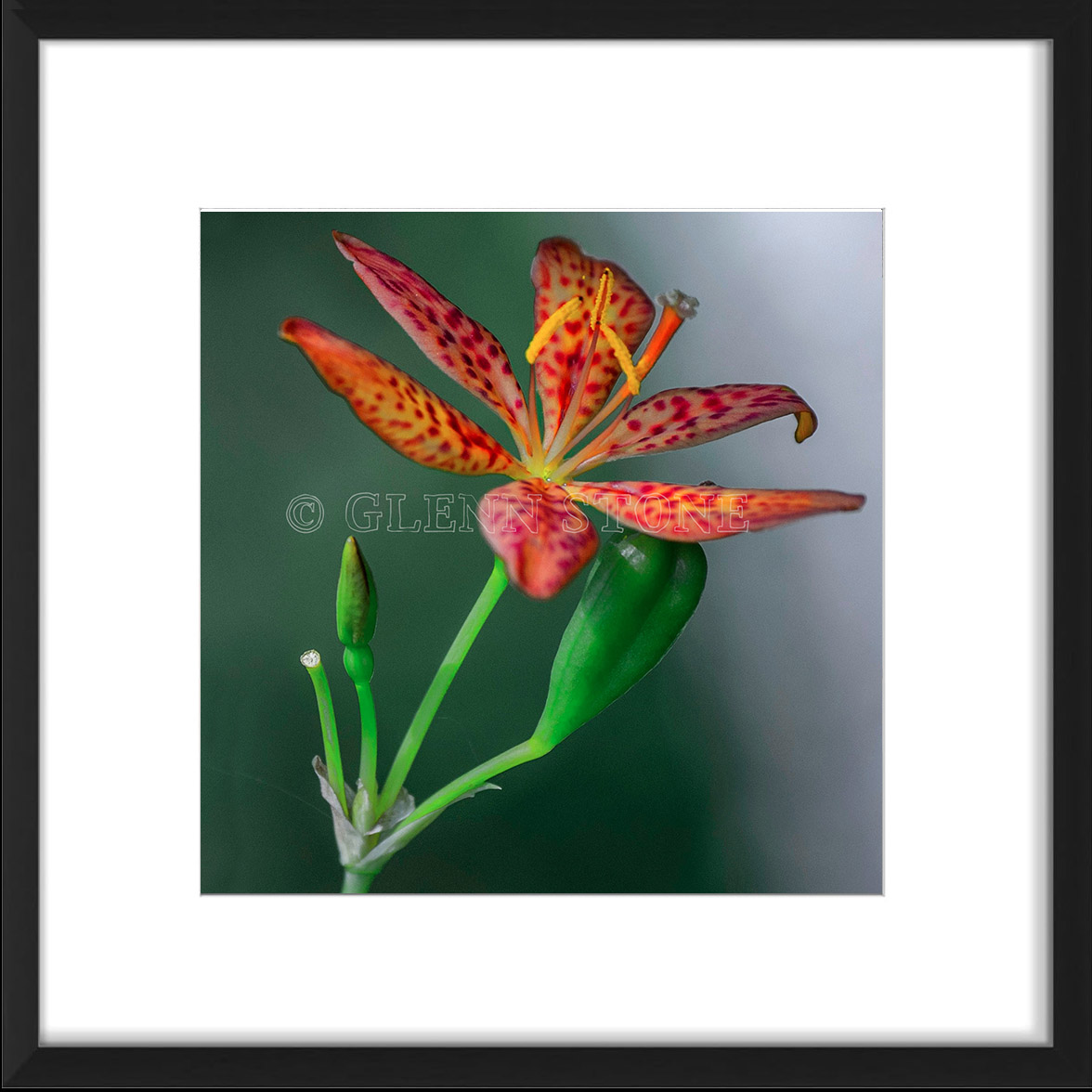 frame-BlackberryL-01a