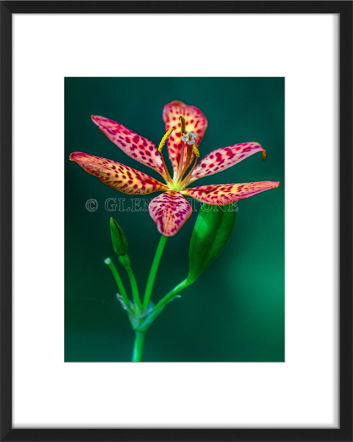 frame-BlackberryL-02