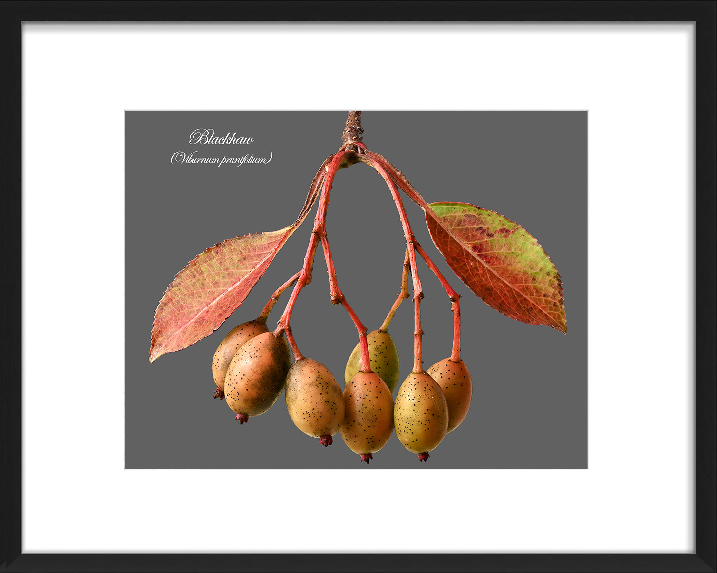 frame-Blackhaw-01