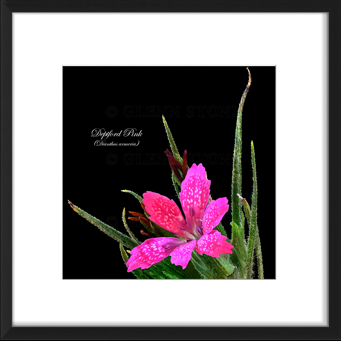 frame-DeptfordPink-a