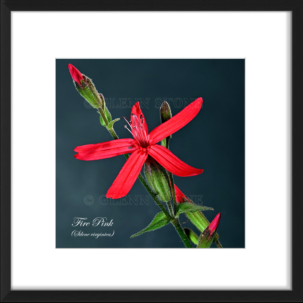 frame-FirePink-02