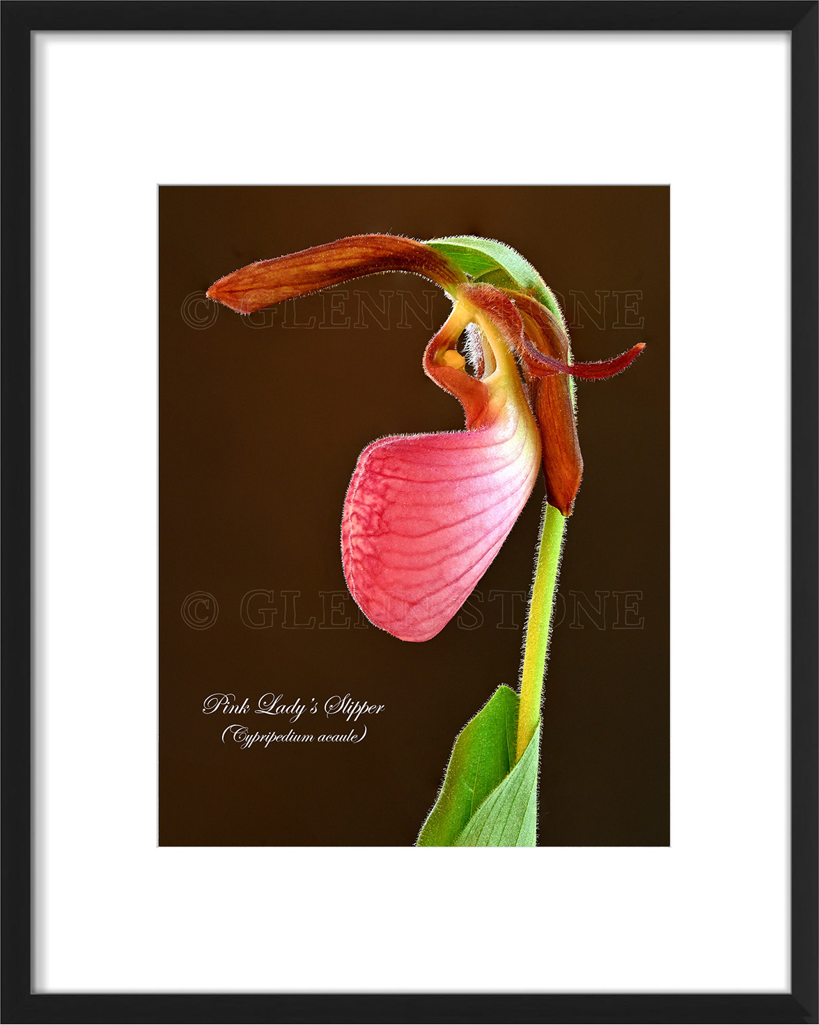 frame-PLSside-01