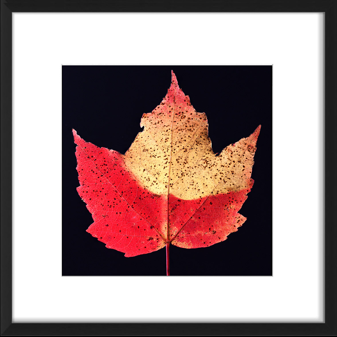red maple
