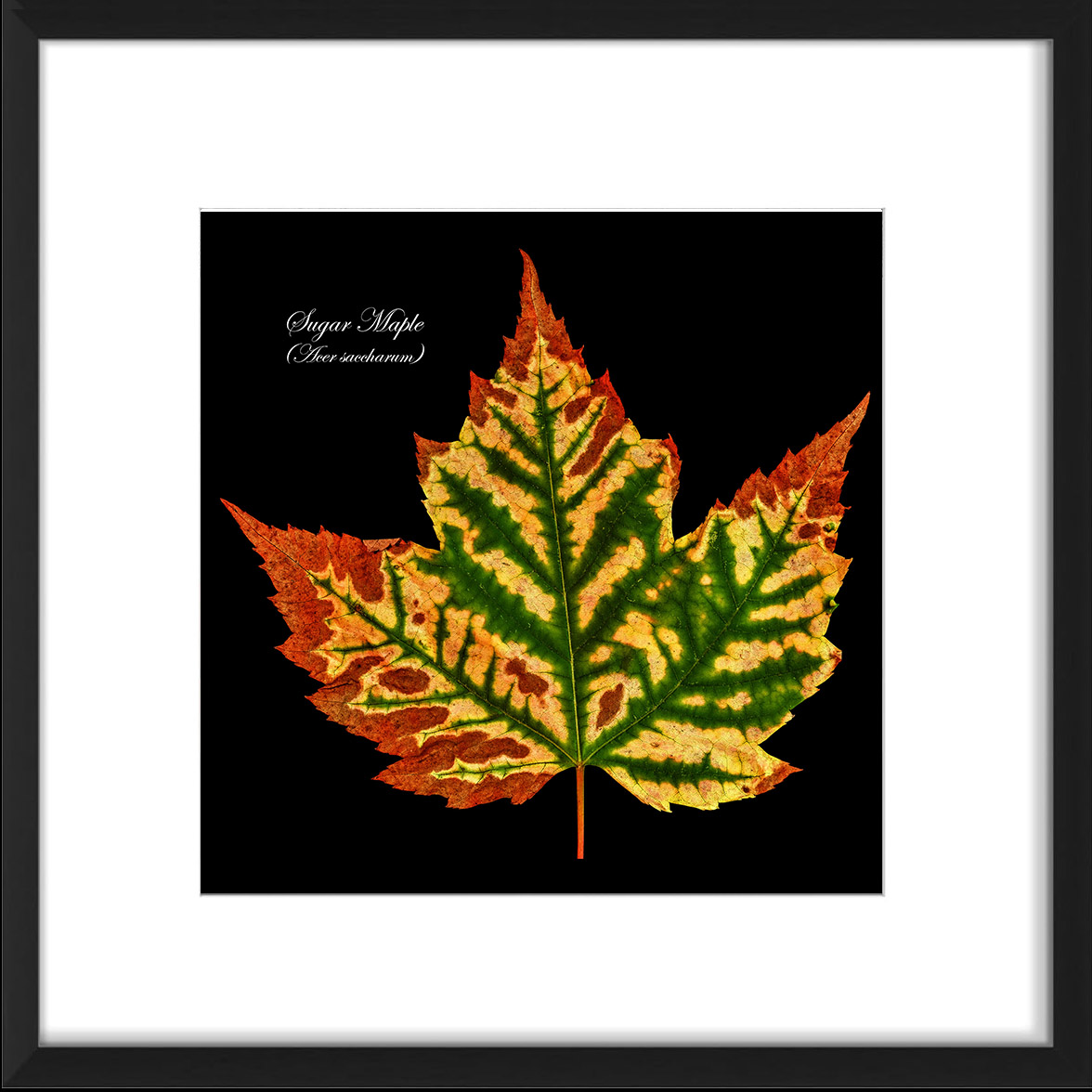 frame-SugarMaple