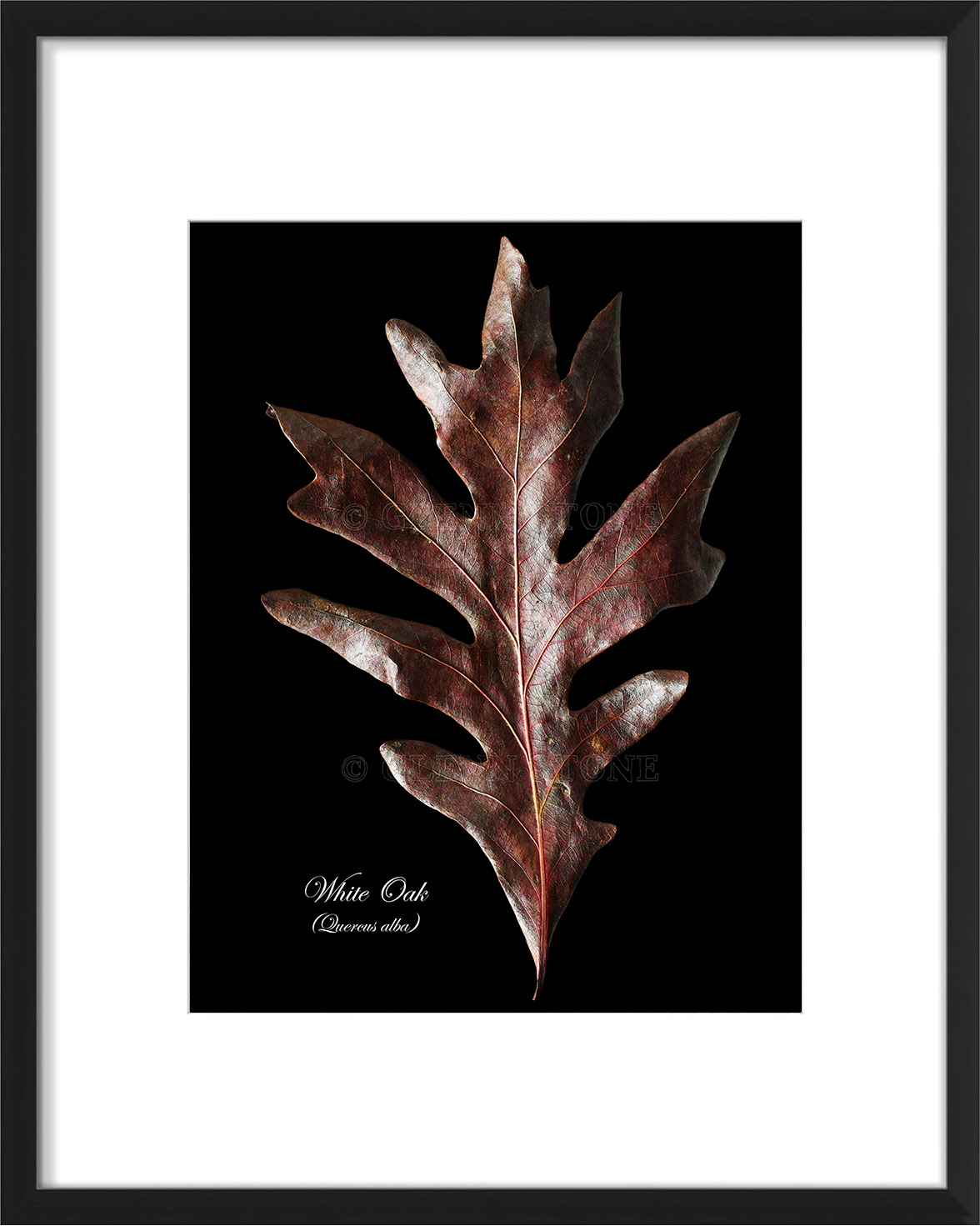 frame-WhiteOak-01