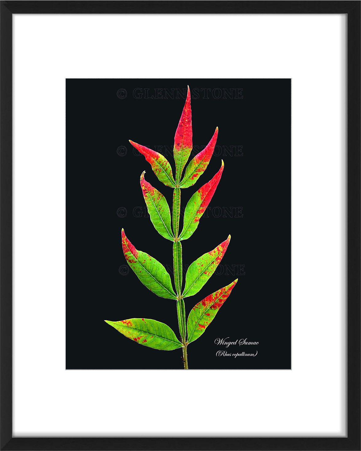frame-WingedSumac-01