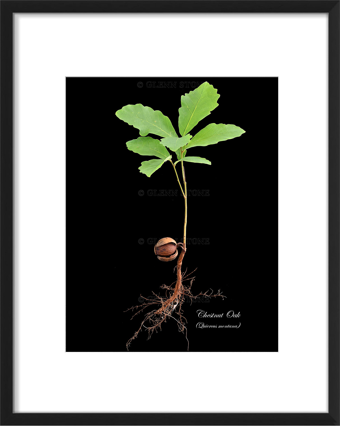 frame-chestnutoak-seedling-a