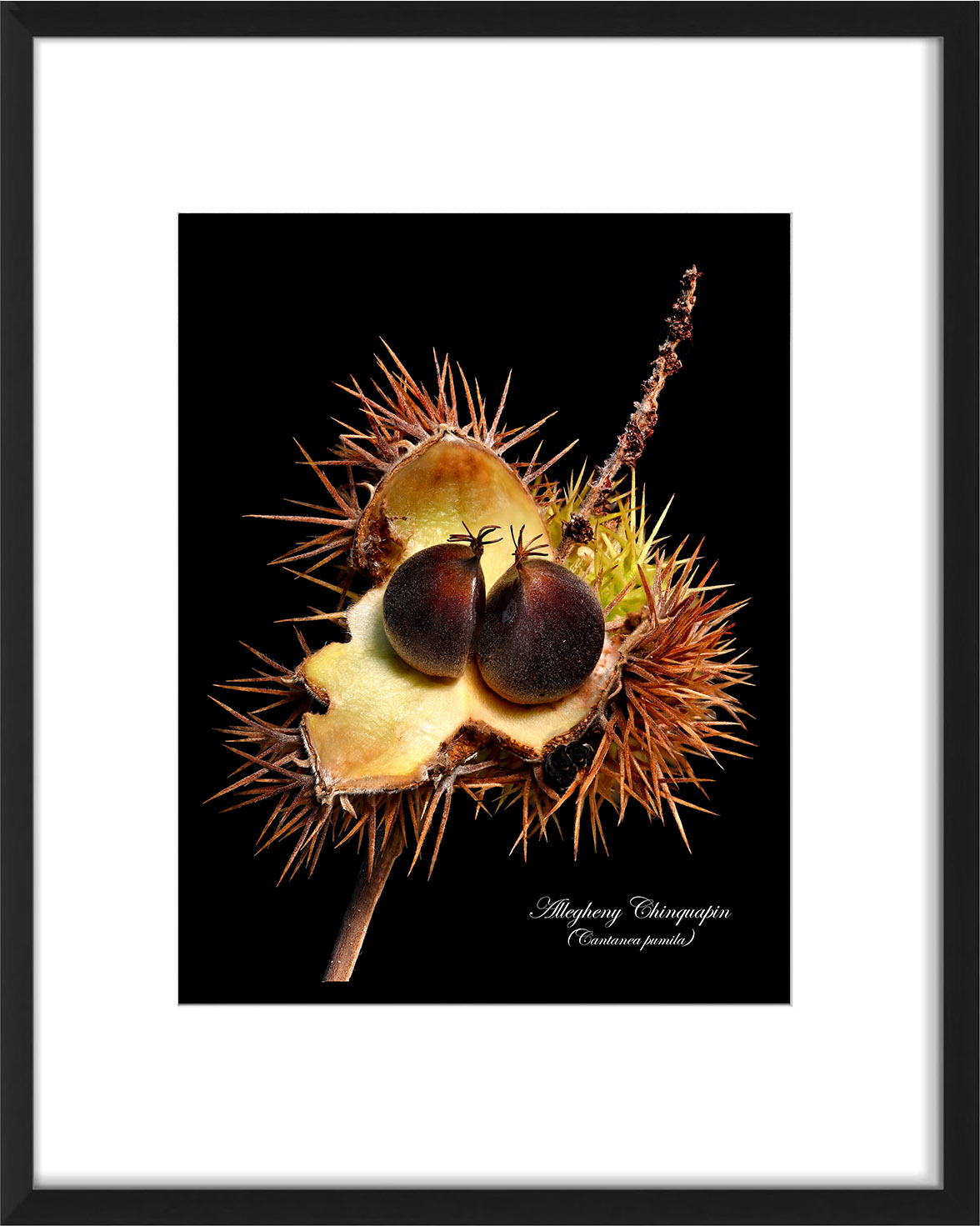 frame-chinquapin-04