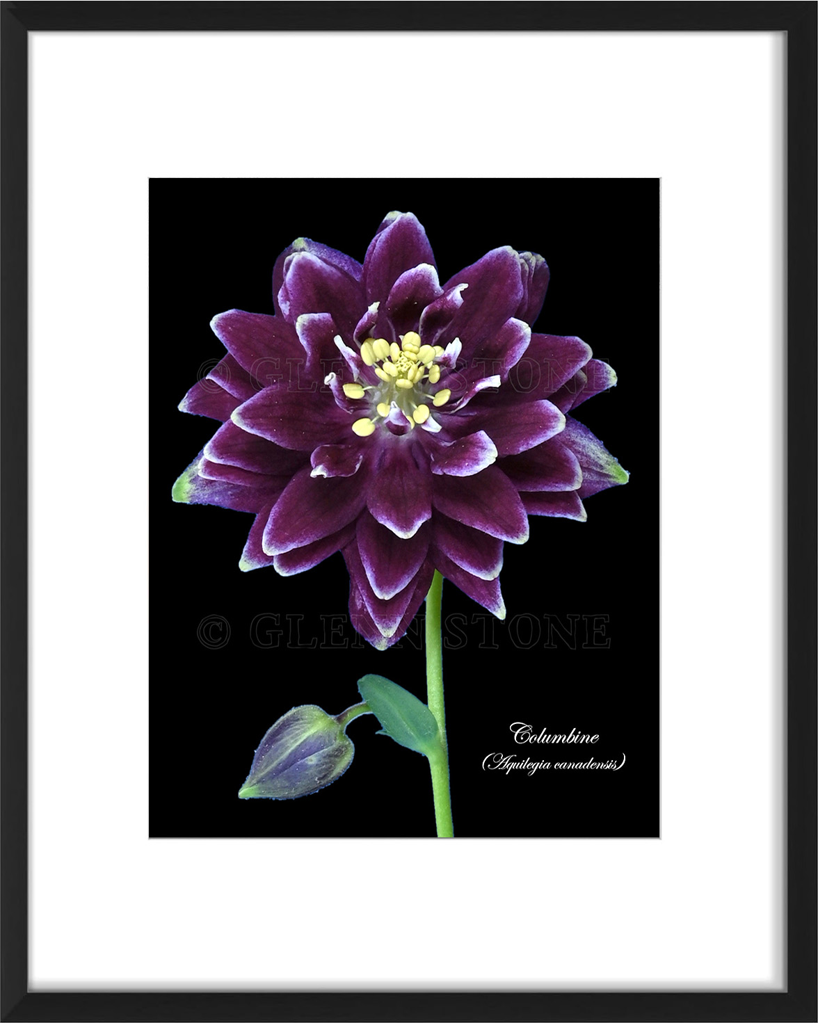 frame-columbine