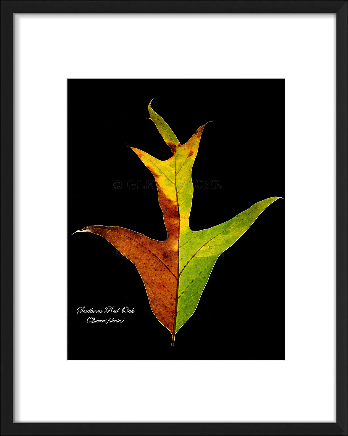 frame-falcata-01