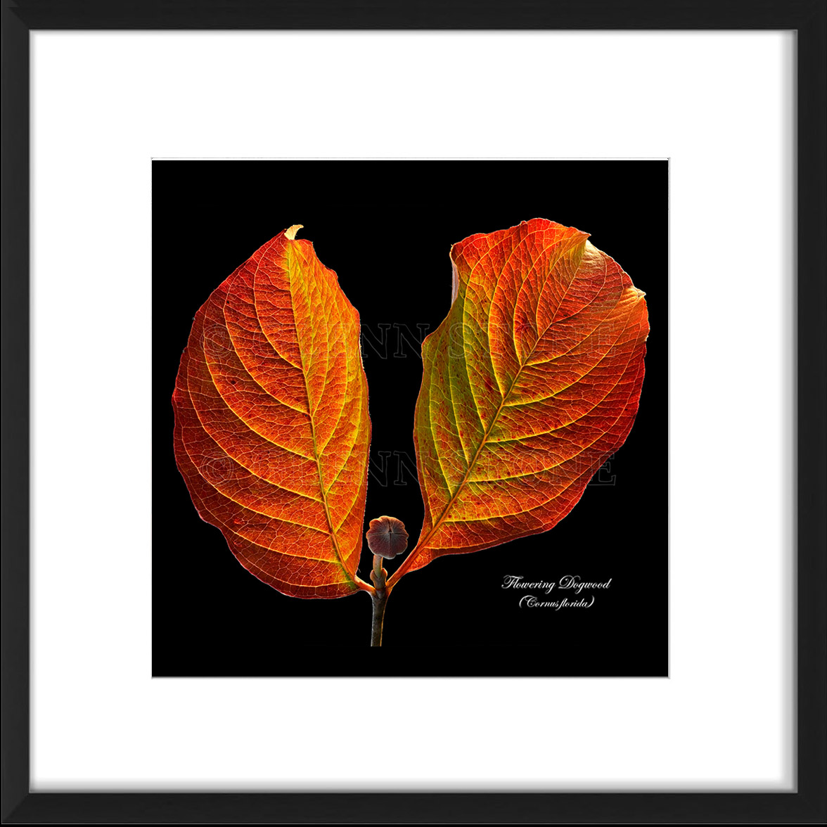 frame-flowering_dogwood