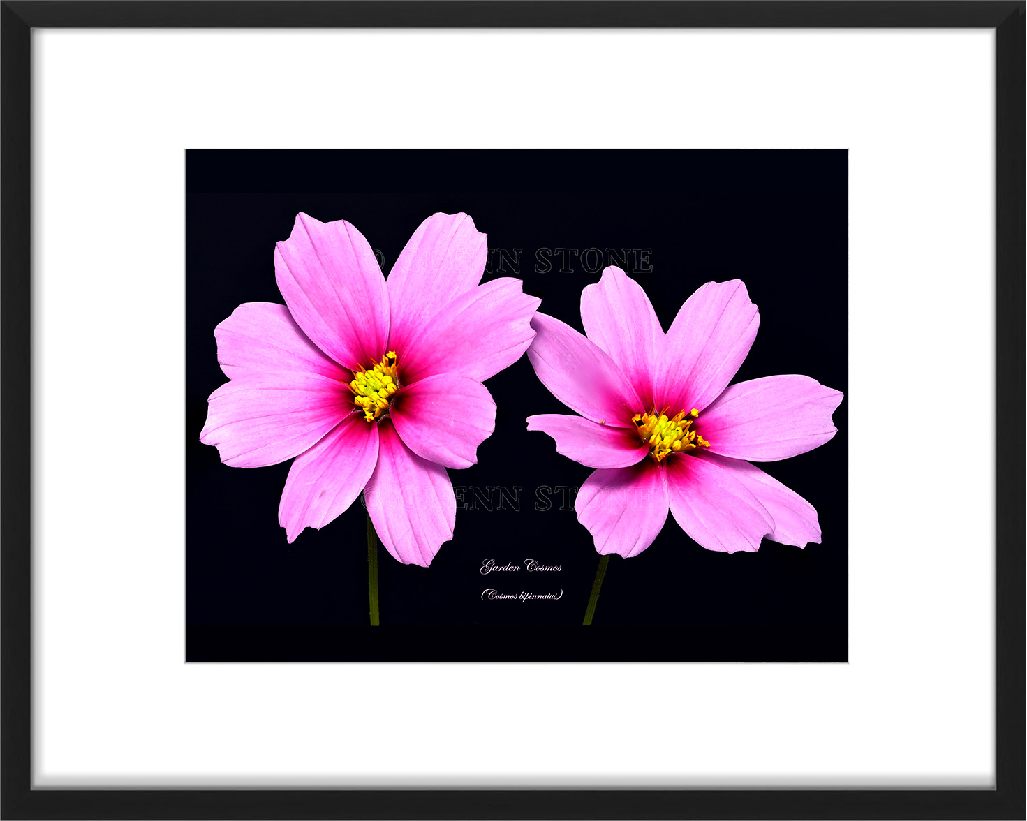 frame-floweringcosmos