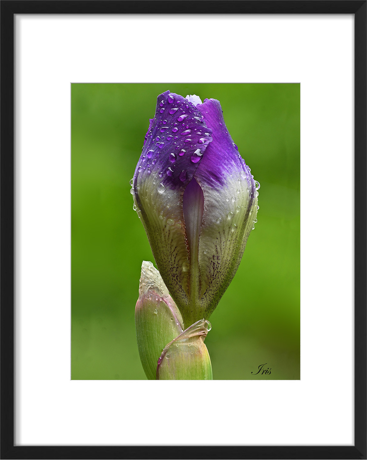frame-iris-01