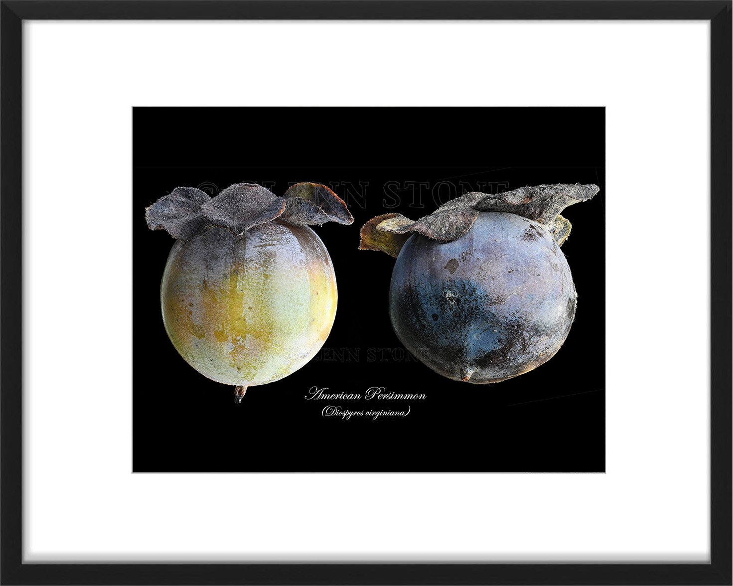 frame-persimmon-01