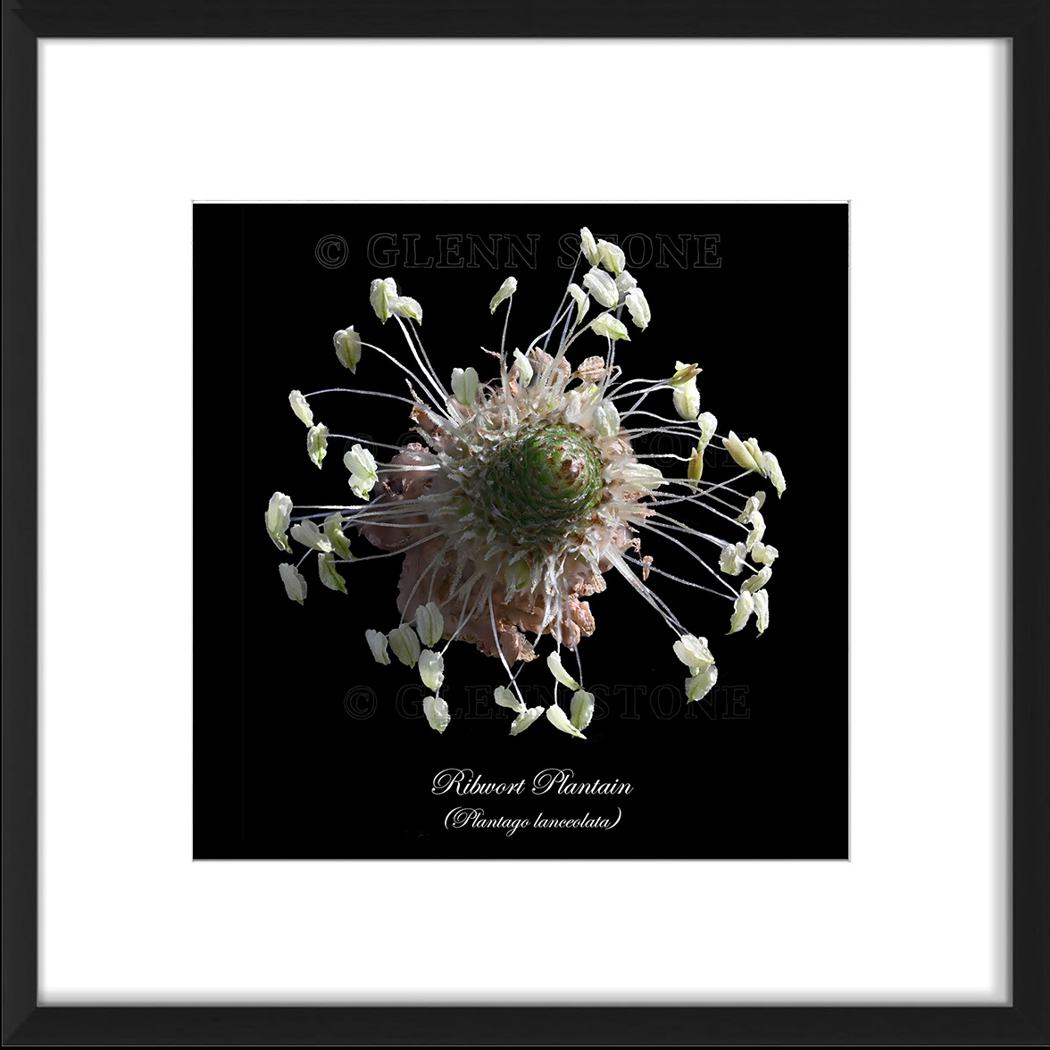 frame-plantago