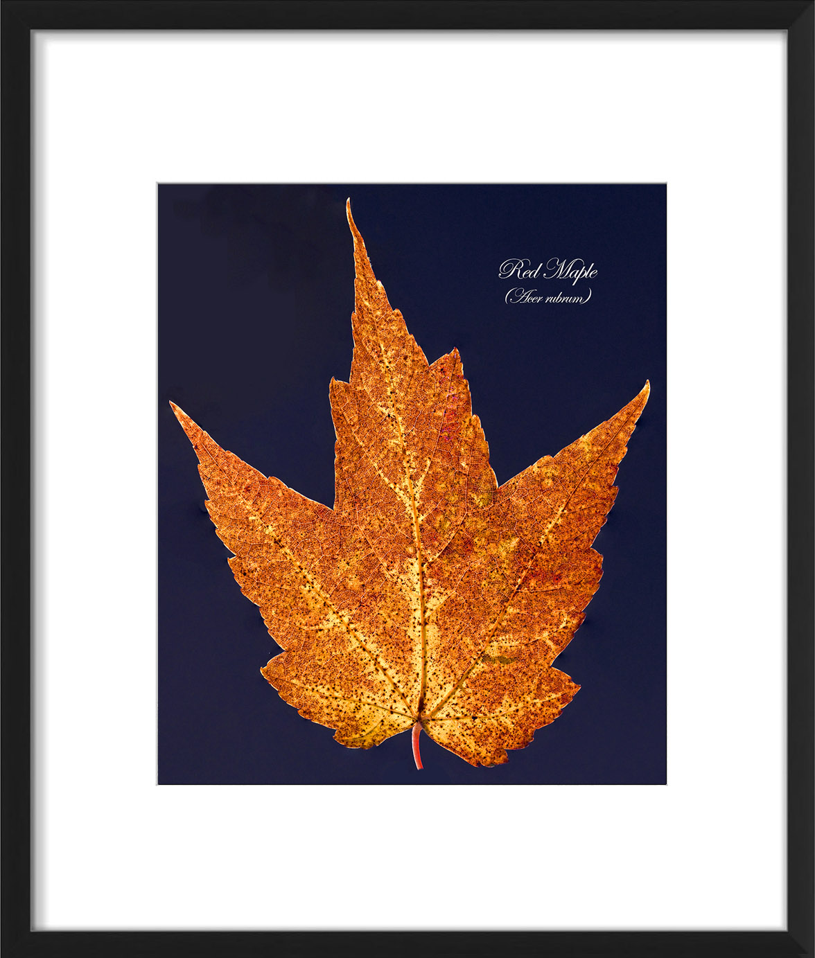 red maple