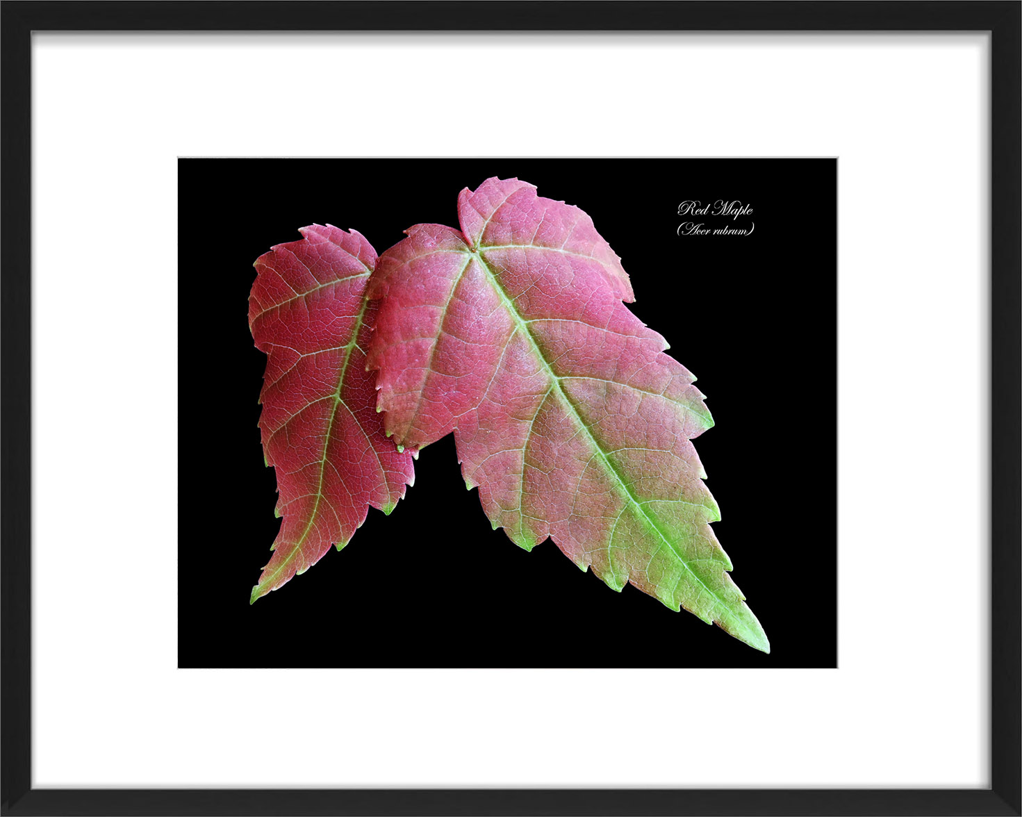 red maple