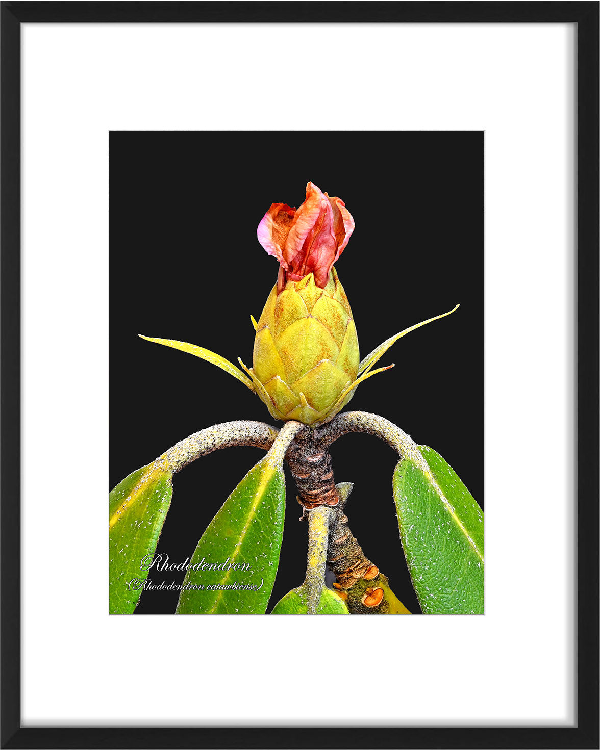 frame-rhodo-01