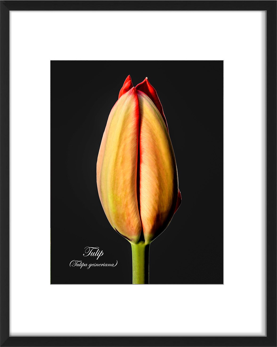 frame-tulip-02