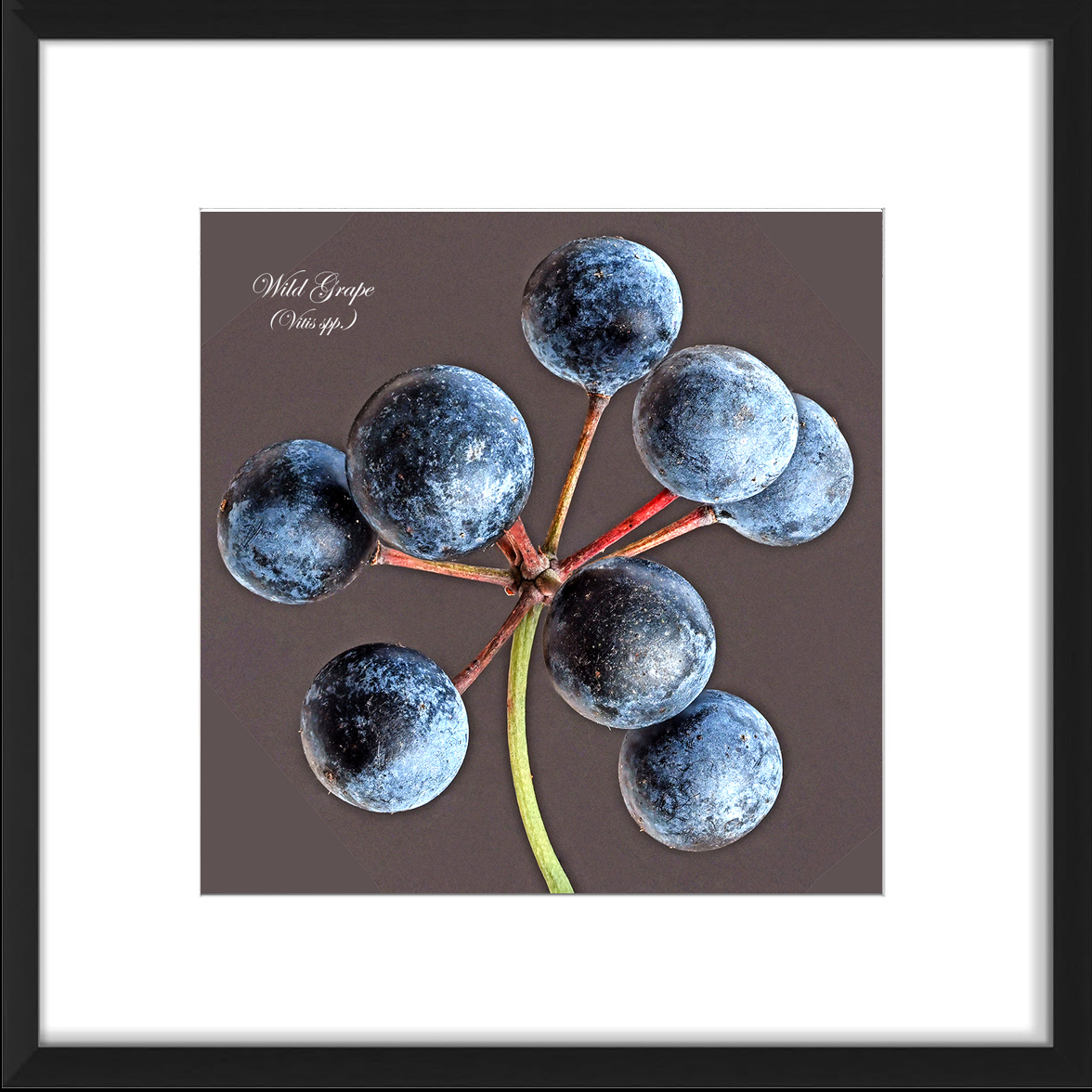 frame-wildgrape