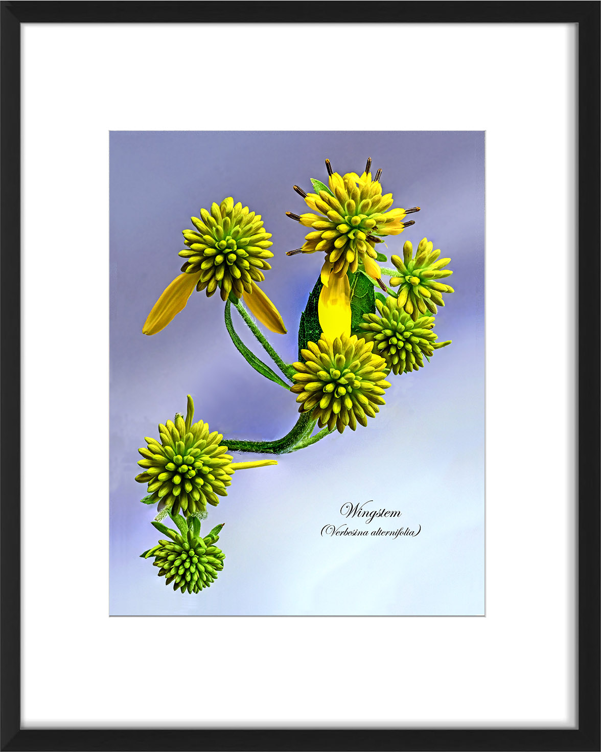 frame-wingstem