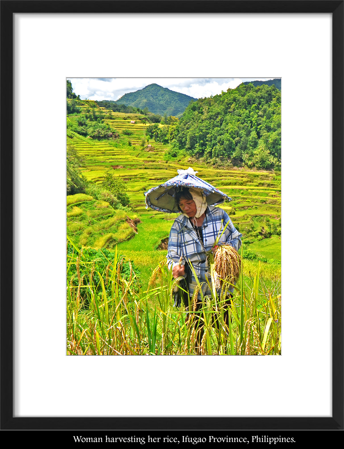 Filipina Woman Harvesting Rice