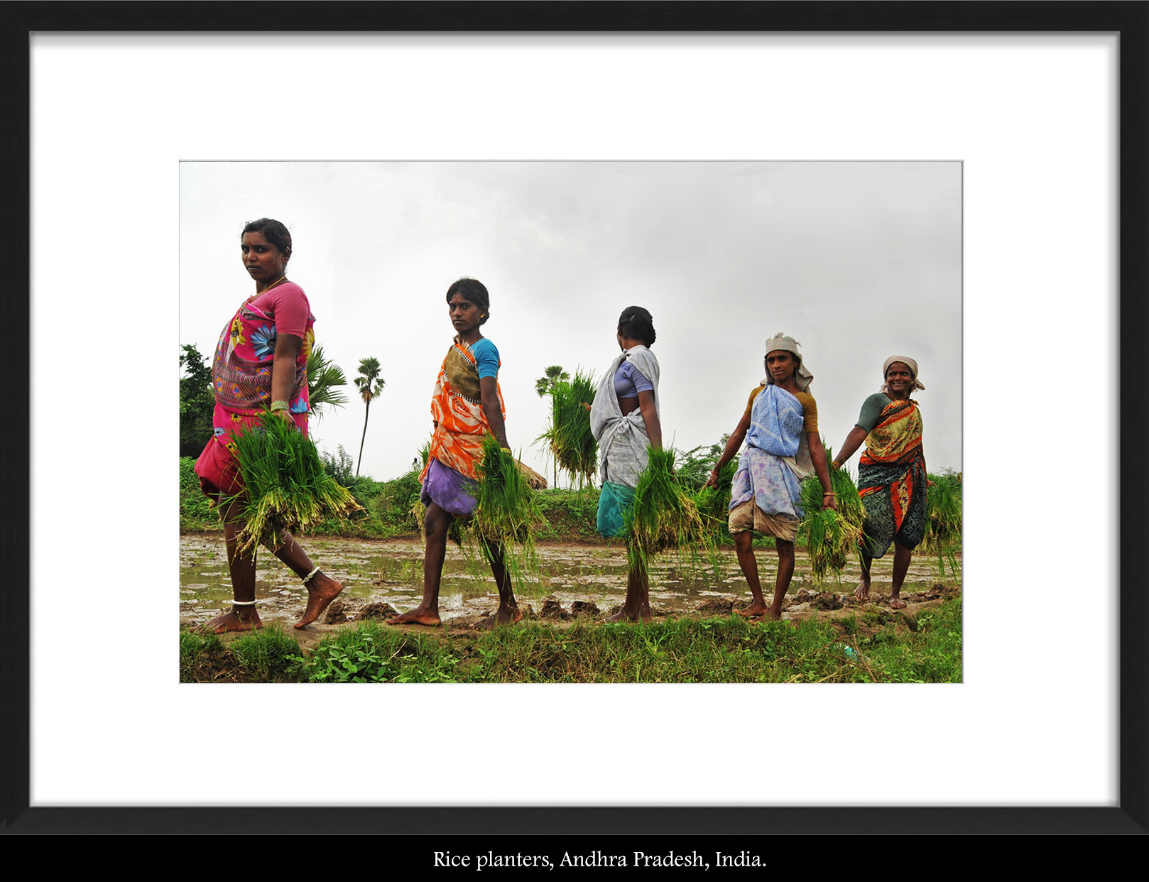 Indian rice planters