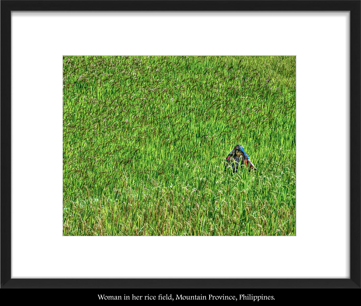 Rice farmer in Field