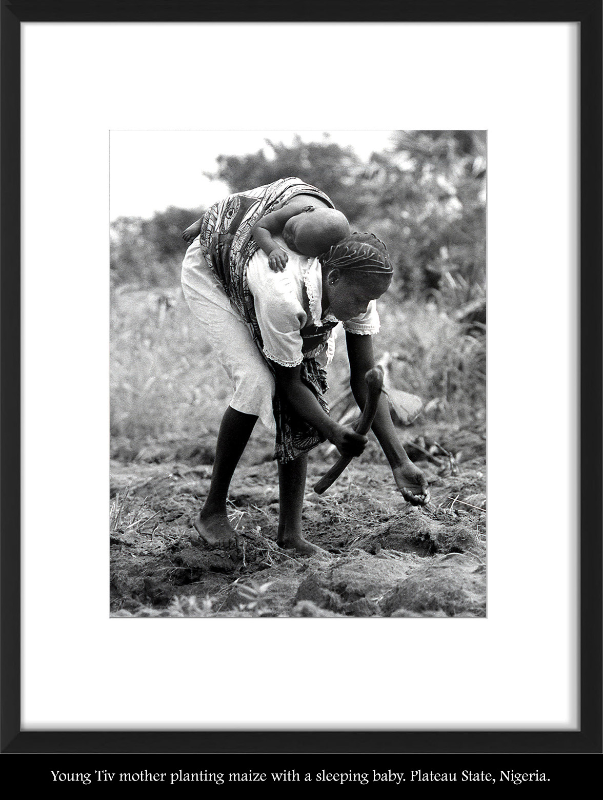 Tiv Mother Planting  Maize