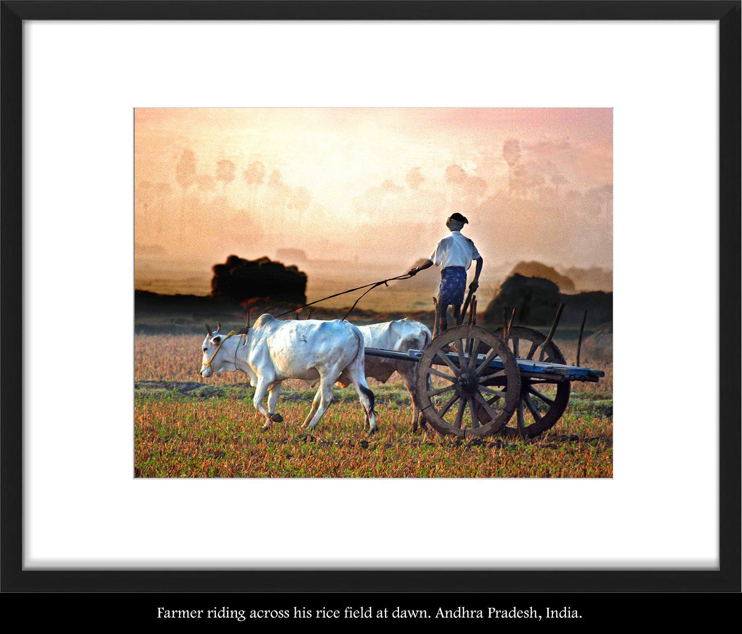 Indian Farmer at Dawn