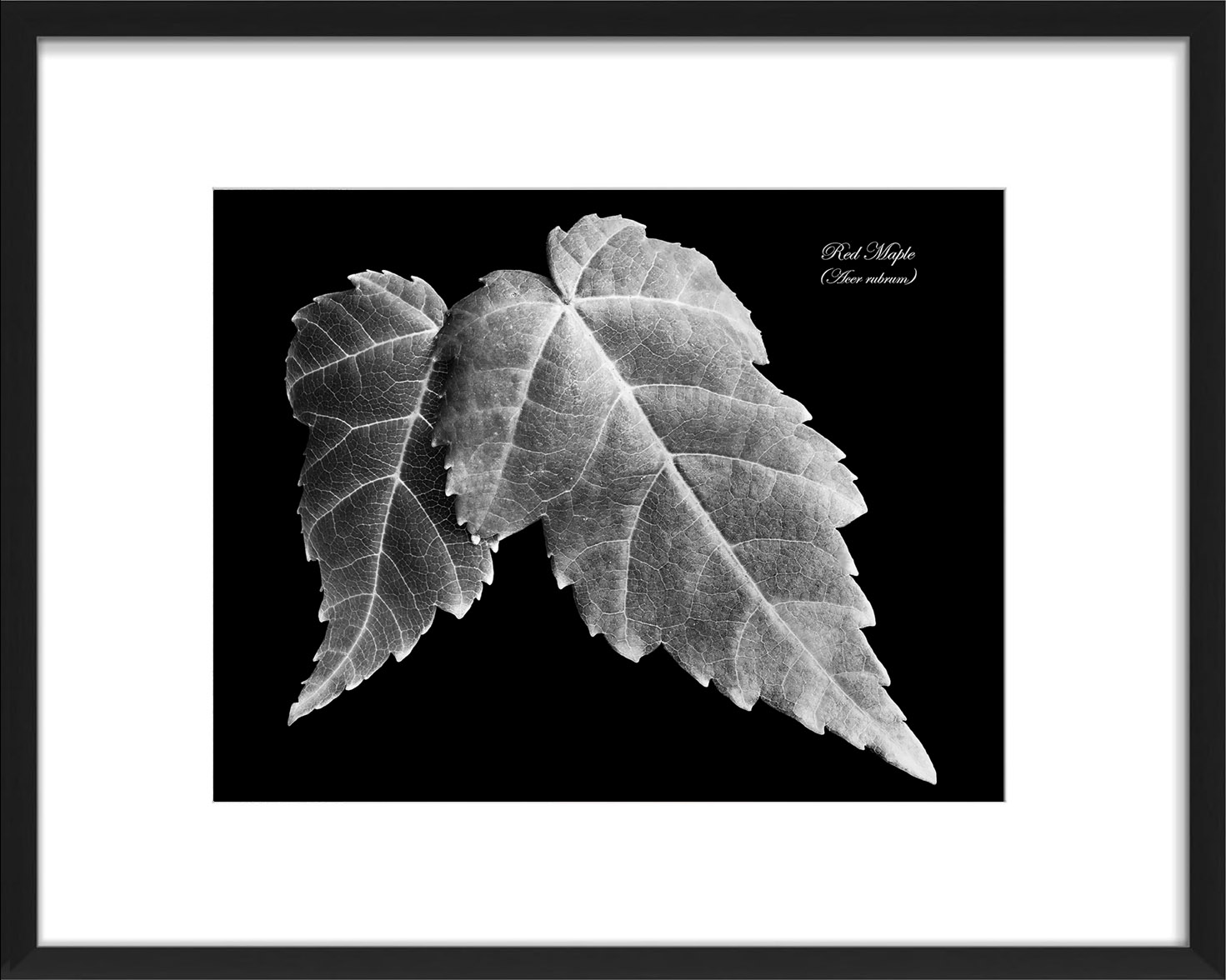 red maple