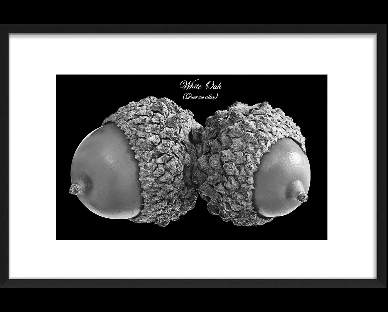 White Oak acorns