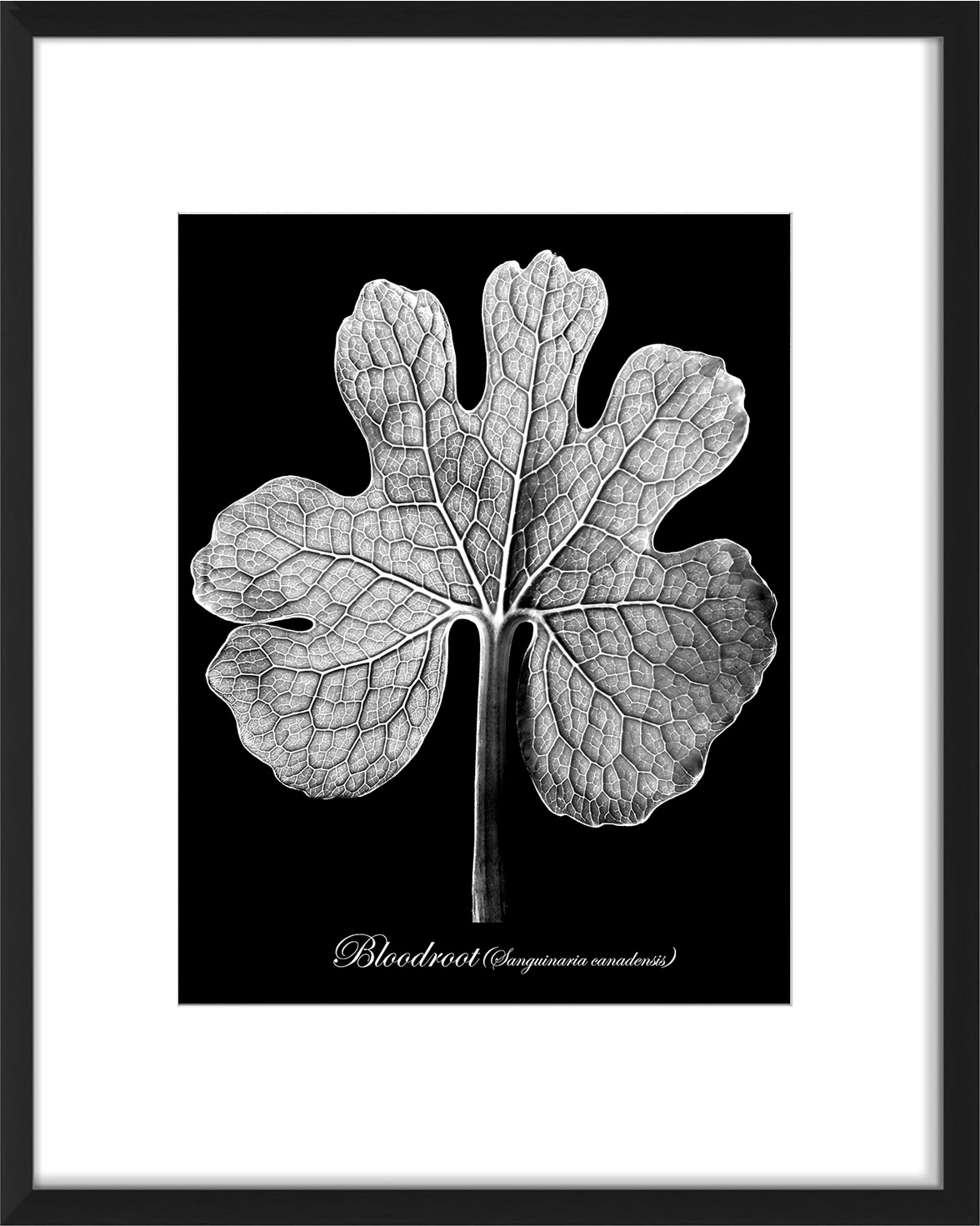 Bloodroot