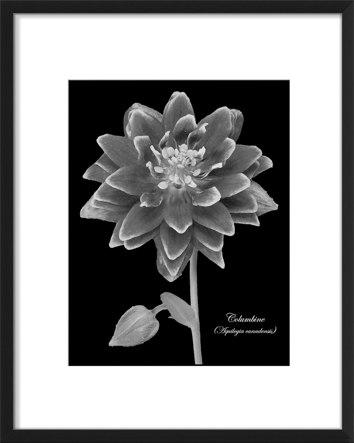 columbine