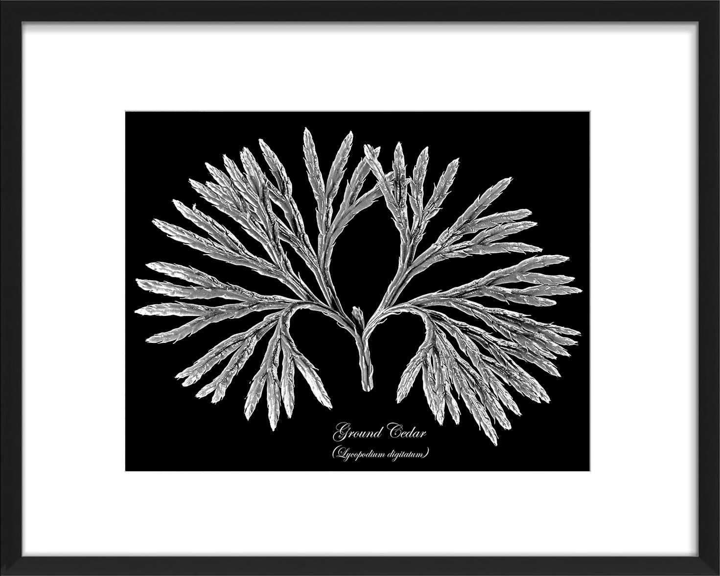 Ground Cedar