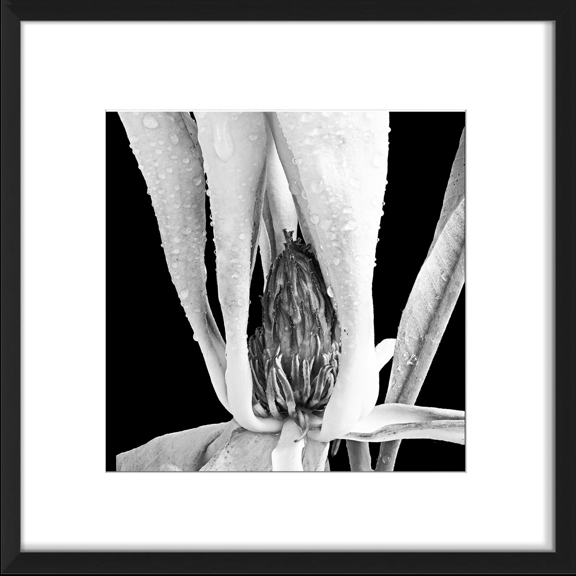 Magnolia