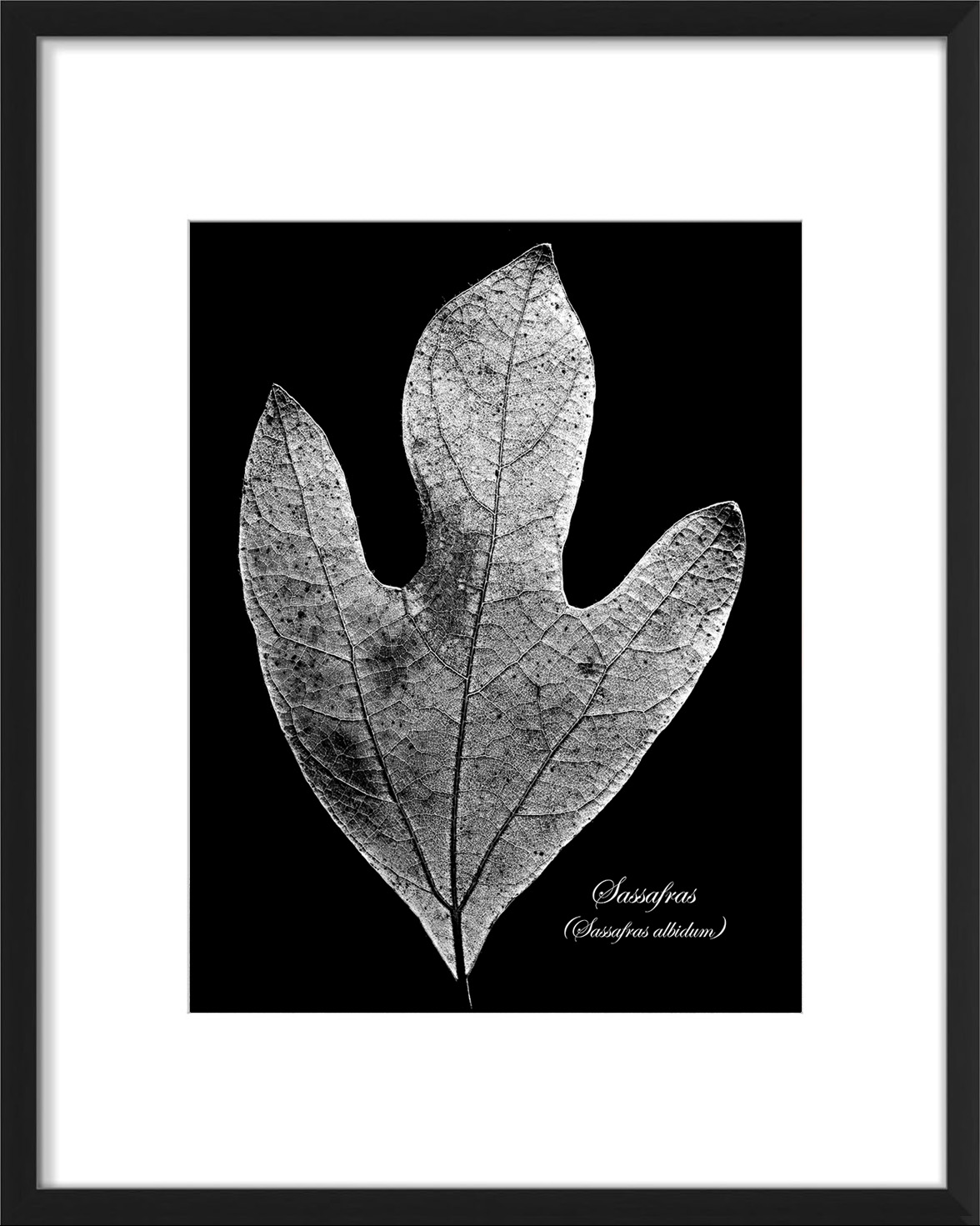 sassafras
