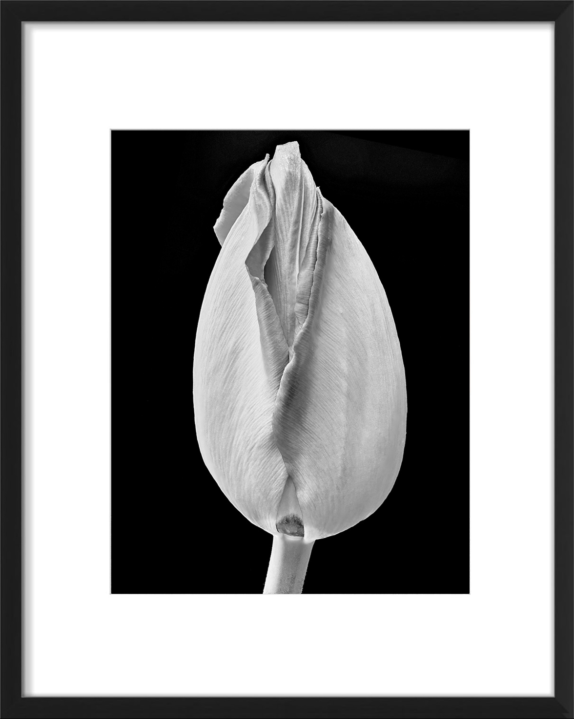 Tulip