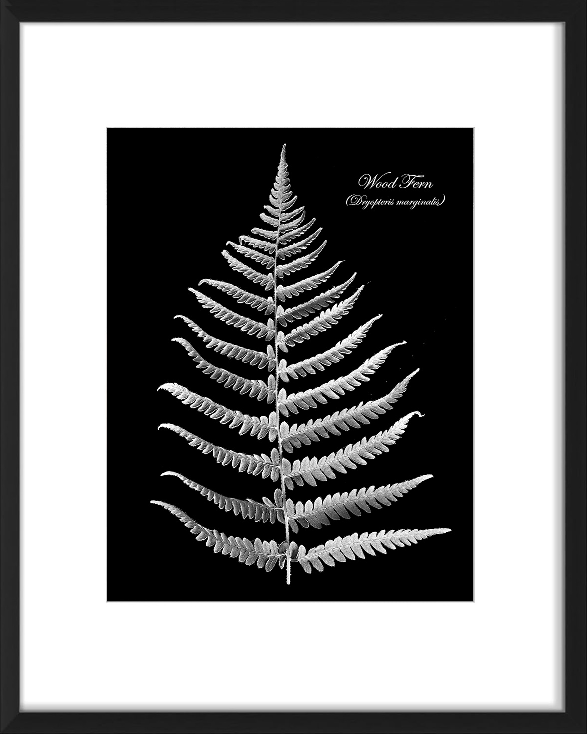 Wood Fern